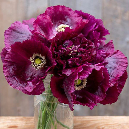 Poppy, Black Beauty, 4-Pack