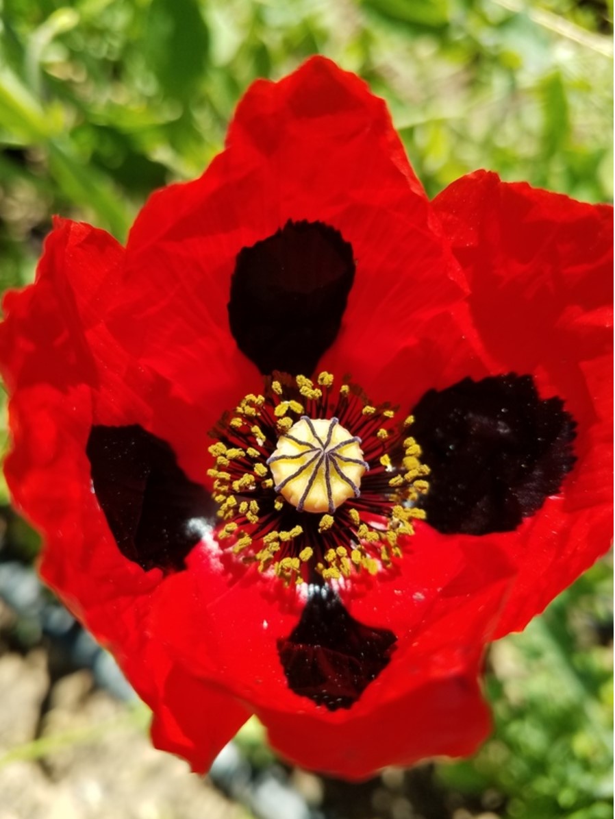 Poppy, Pierrot, 4-Pack