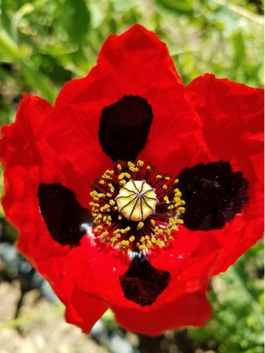 Poppy, Pierrot, 4-Pack
