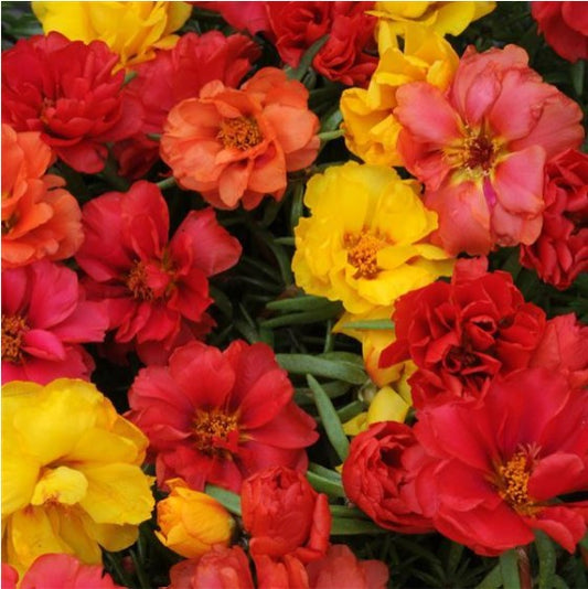 Portulaca, Happy Hour Tropical Mix, 4-Pack