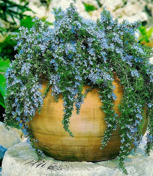 Rosemary, Blue Rain, 3" Pot