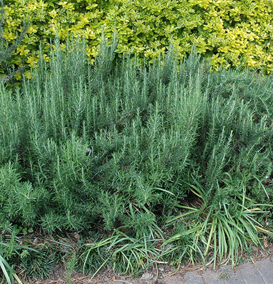 Rosemary, Gorizia, 3" Pot