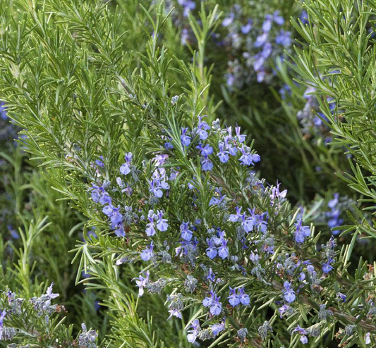 Rosemary, Tuscan Blue, 3" Pot