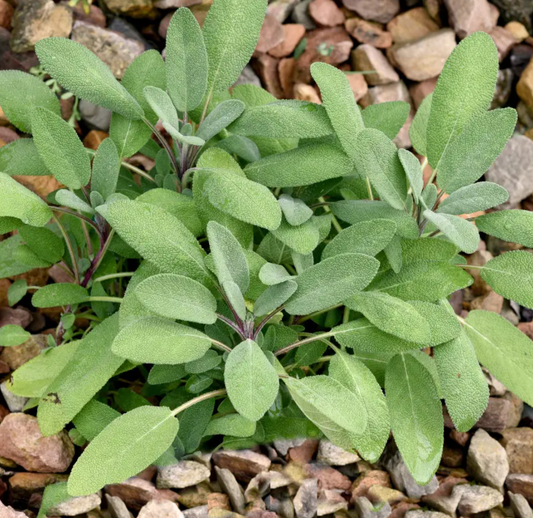 Sage, Grower's Friend, 3" Pot