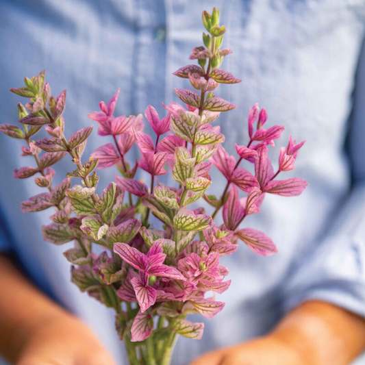 Salvia, Pink Sundae, 4-Pack