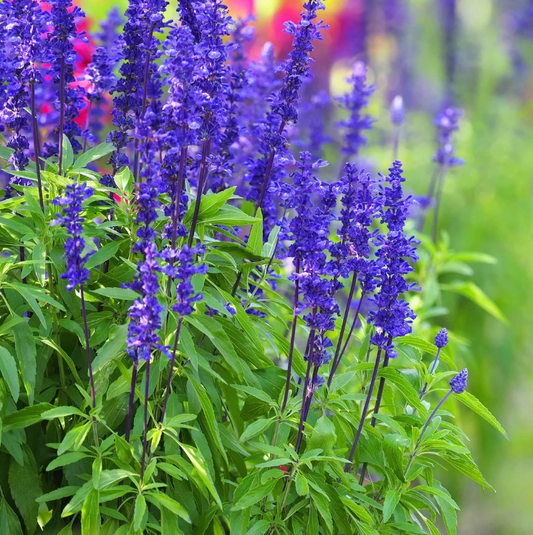 Salvia, Victoria Blue, 4-Pack