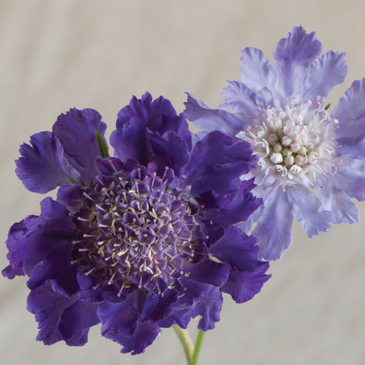 Scabiosa, Fama Deep Blue, 3" Pot