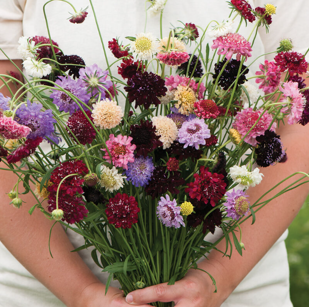 Scabiosa, Pincushion Mix, 4-Pack