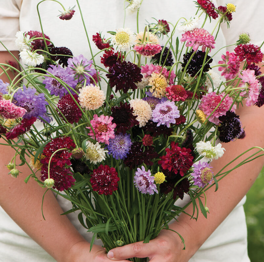 Scabiosa, Pincushion Mix, 4-Pack