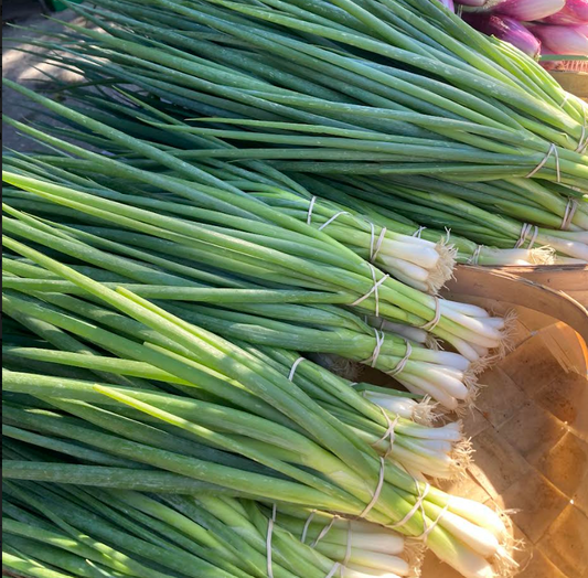 Scallions, Parade, 3" Pot