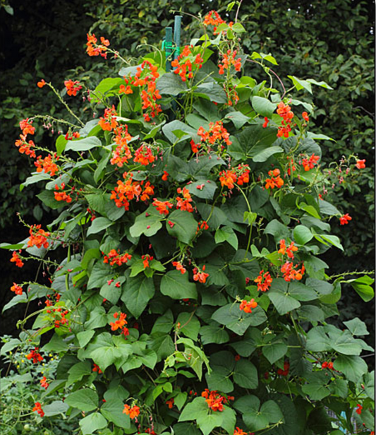 Scarlet Runner Bean, 4-Pack