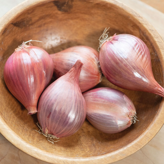 Shallots, Ambition, 3" Pot