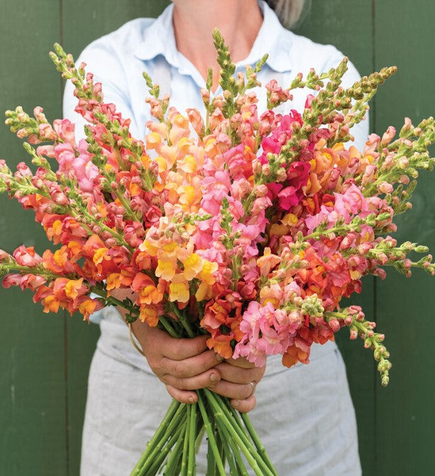 Snapdragon, Early Sunrise Mix, 4-Pack