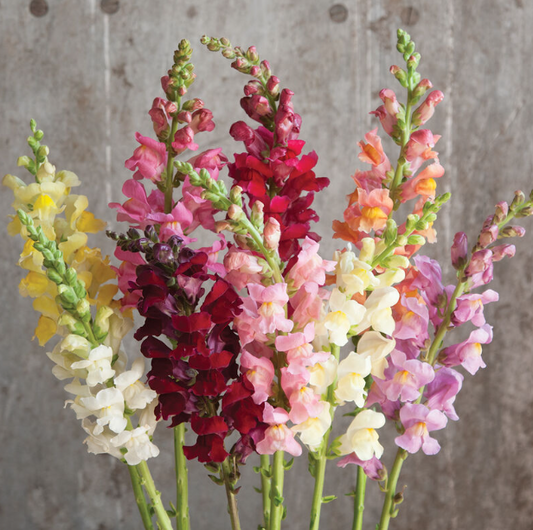 Snapdragon, Rocket Mix, 4-Pack