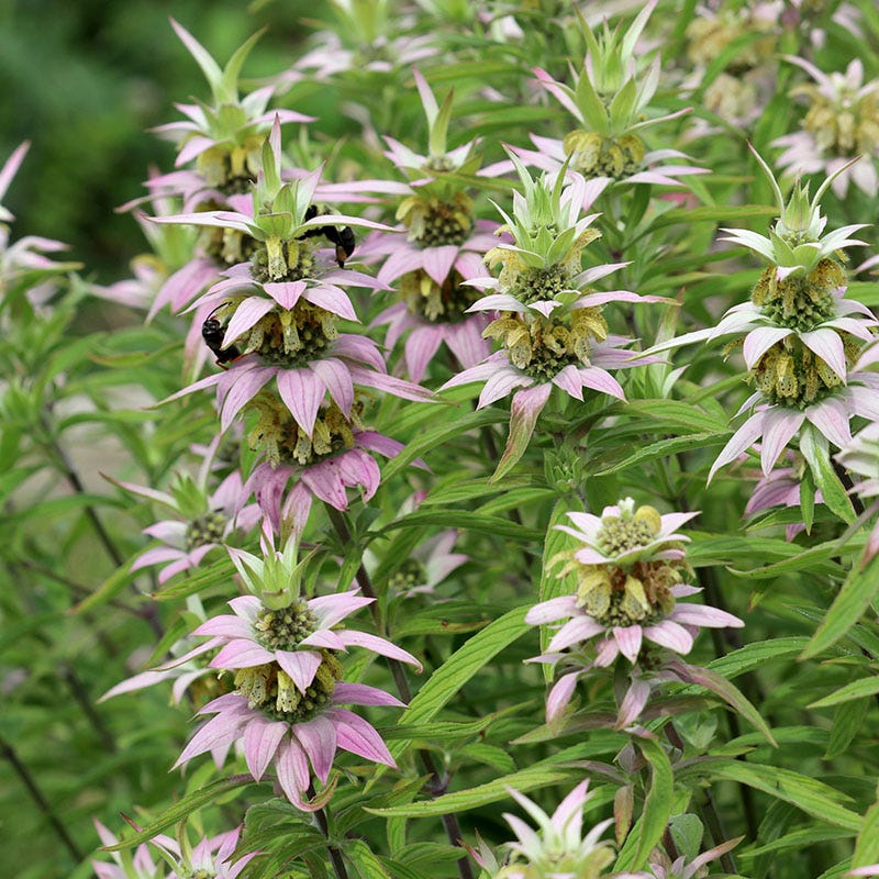 Bee Balm, Spotted Bee Balm, 3" Pot