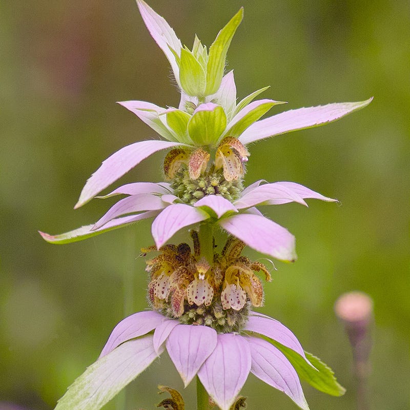 Bee Balm, Spotted Bee Balm, 3" Pot