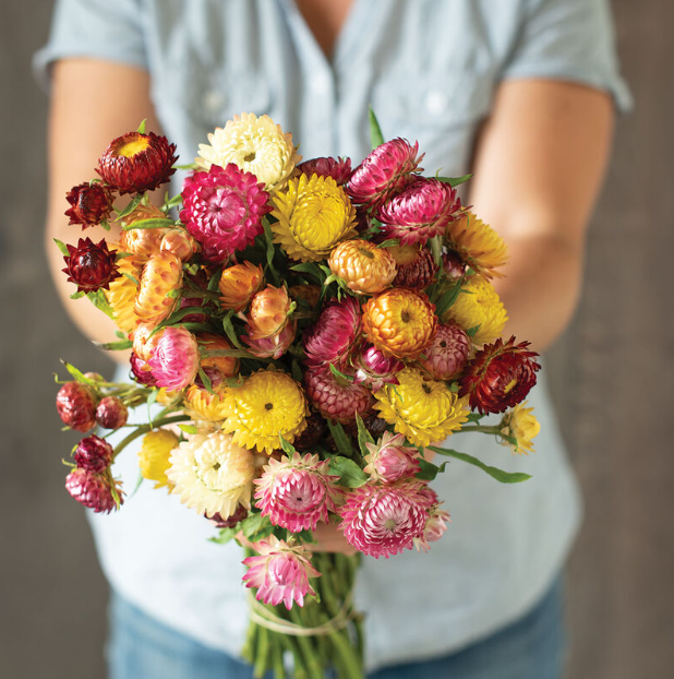 Strawflower, Monstrosum Tall Mix, 4-Pack