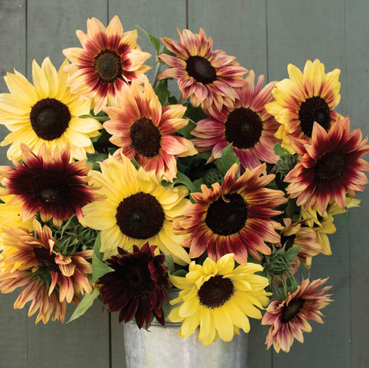 Sunflower, Mixed Colors 4-Pack