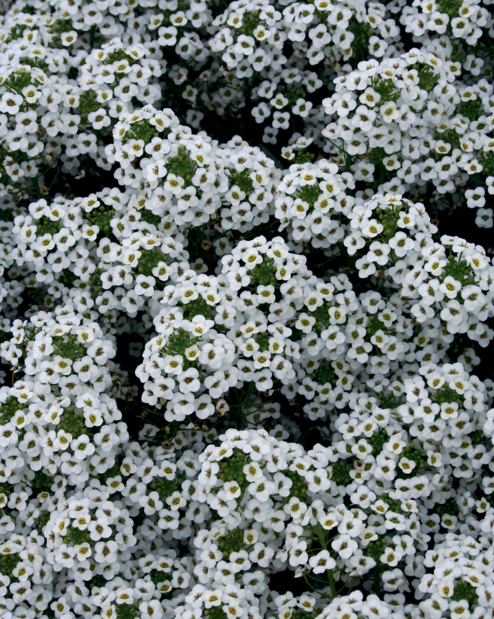 Alyssum, Sweet Alyssum, 4-Pack