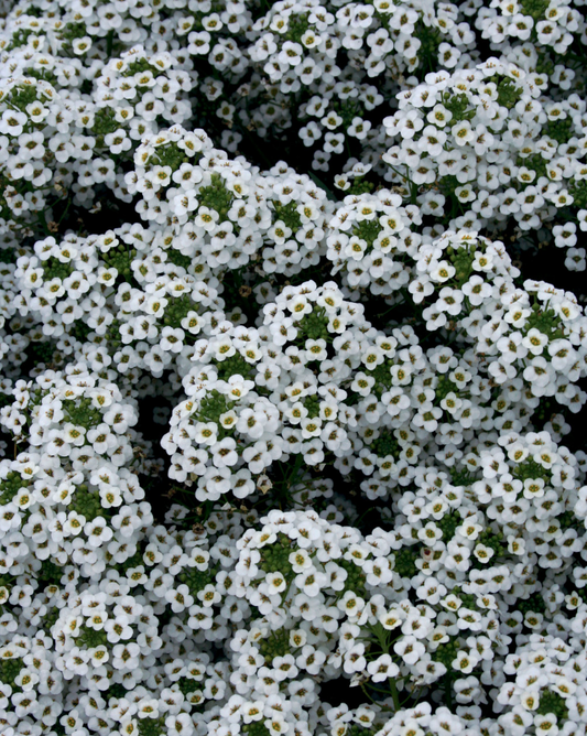 Alyssum, Sweet Alyssum, 4-Pack