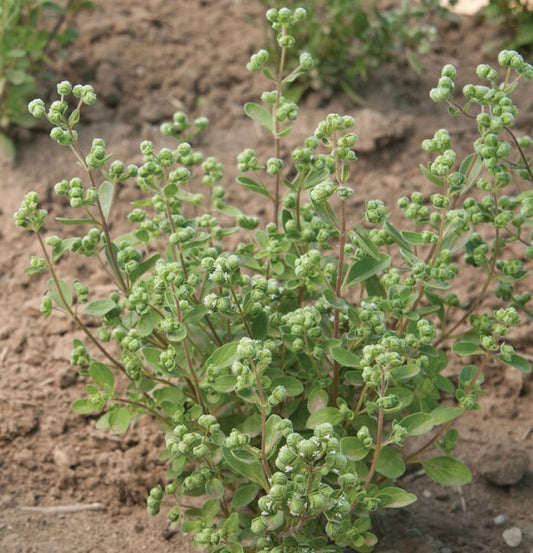 Marjoram, Sweet Marjoram, 3" Pot