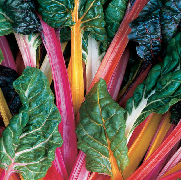 Swiss Chard, Bright Lights, 4-Pack