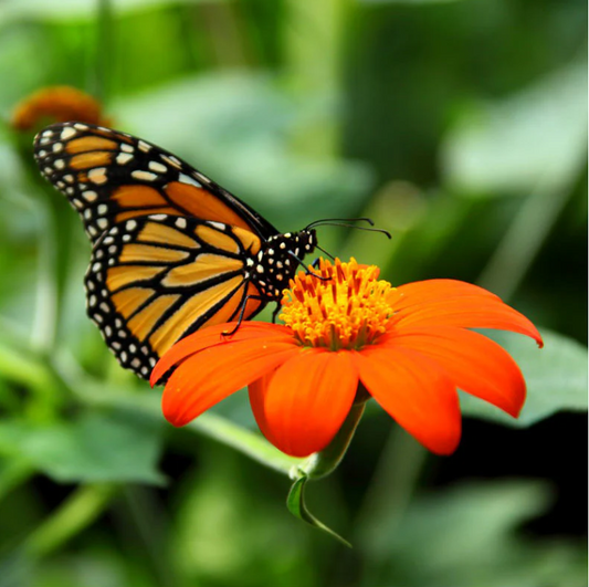 Tithonia, Mexican Sunflower, 4-Pack