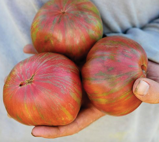 Tomato, Beefsteak, Pink Berkley Tie Dye, 3" Pot