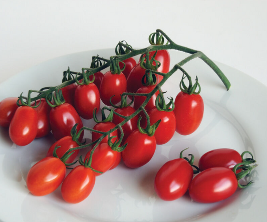 Tomato, Grape, Red Pearl, 3" Pot