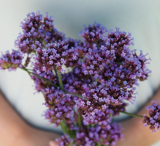 Verbena, Verbena Bonariensis, 4-Pack