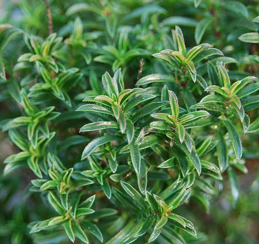 Winter Savory, 3" Pot