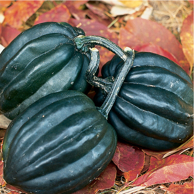 Winter Squash, Acorn, Tuffy, 3" Pot