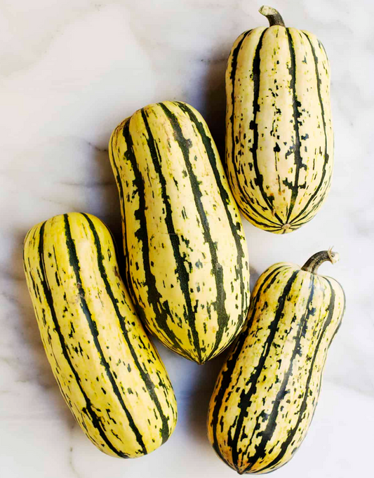 Winter Squash, Delicata, 3" Pot