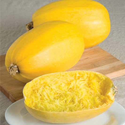 Winter Squash, Spaghetti, 3" Pot