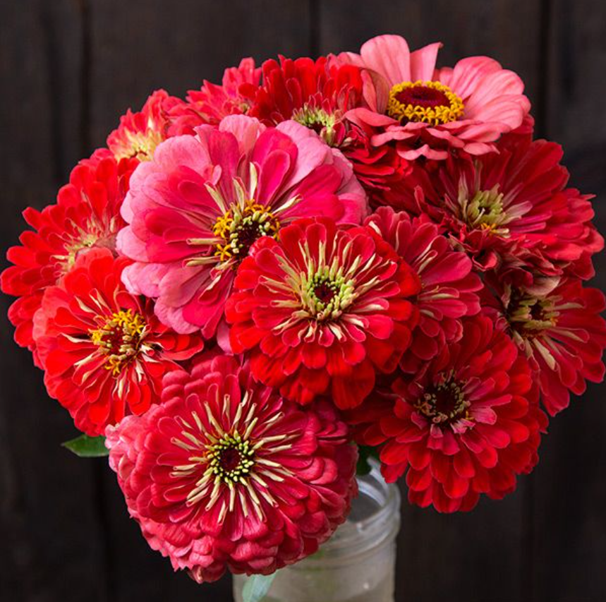 Zinnia, Giant Coral, 3" Pot