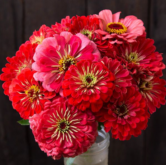 Zinnia, Giant Coral, 3" Pot