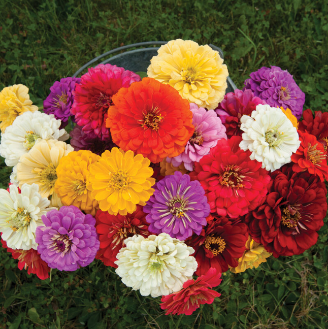 Zinnia, Giant Dahlia Mix, 4-Pack