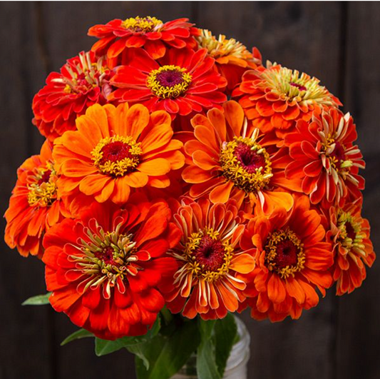 Zinnia, Giant Orange, 3" Pot