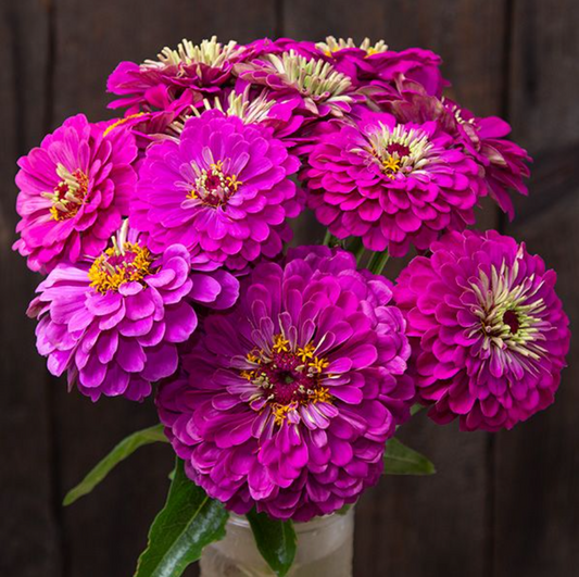 Zinnia, Giant Purple, 3" Pot