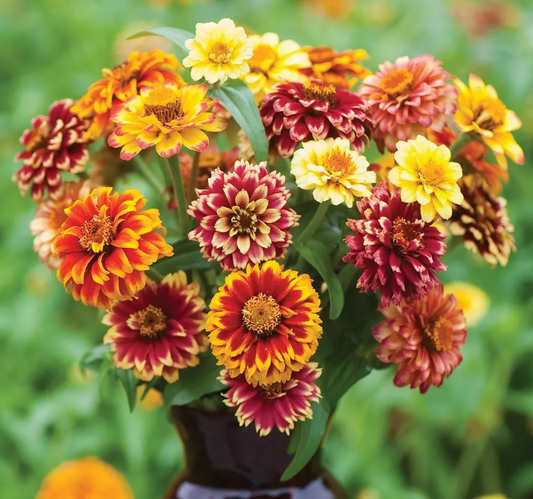 Zinnia, Jazzy Mix, 4-Pack